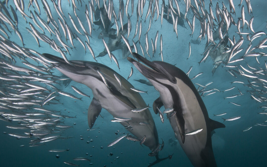 Sardine Run