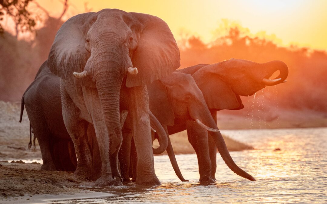Botswana Chobe & Okavango