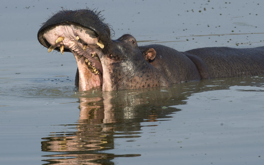 South Africa Big 5 Kings Camp