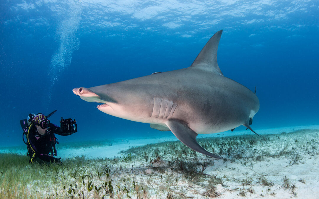 Bahamas Sharks