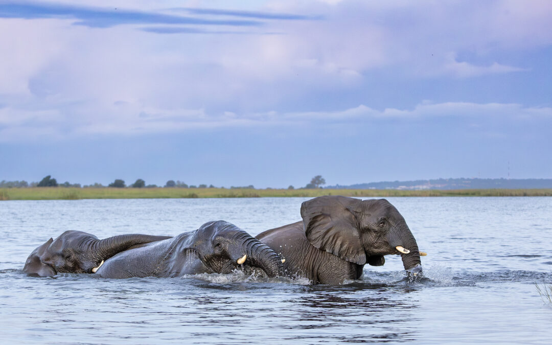 Botswana Chobe