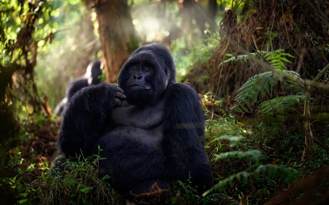 Uganda Gorillas