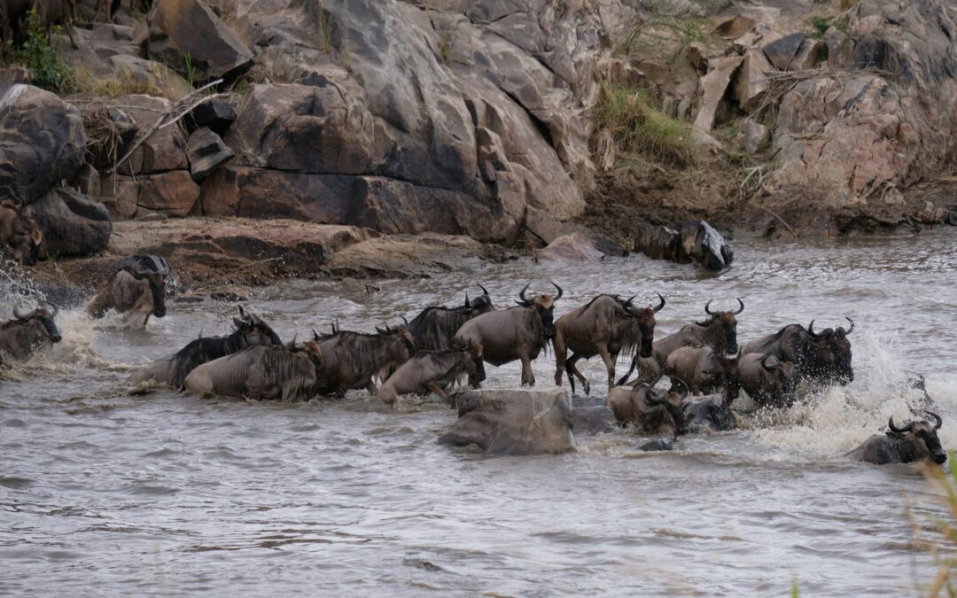 Kenya Great Migration